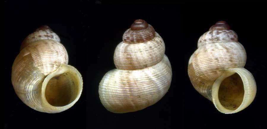 Pomatiidae  Pomatias elegans (Mller, 1774)